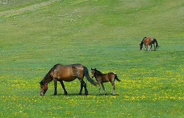 天保那苏图草原旅游度假区