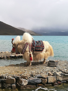 羊湖极地酒店·湖景餐厅的图片