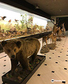 The Goulandris Museum of Natural History