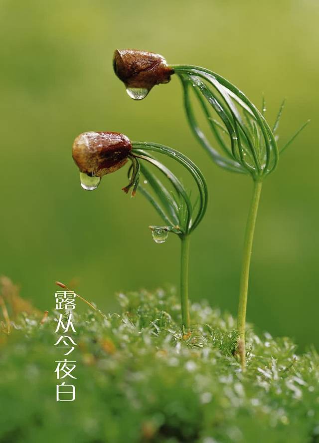 小杨生煎(虹桥高铁站店)