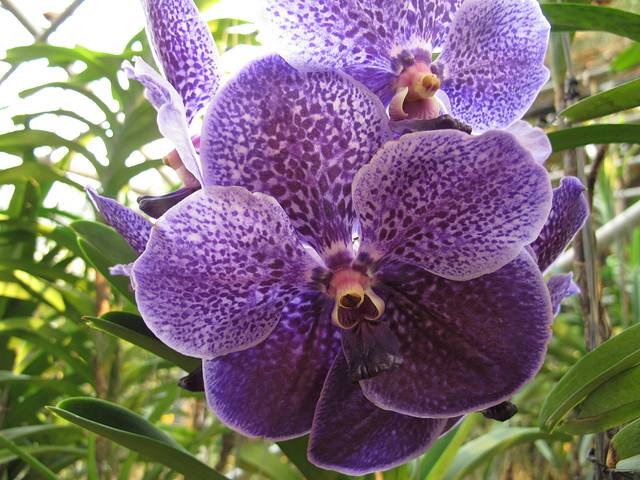 Sai Nam Phung兰花园