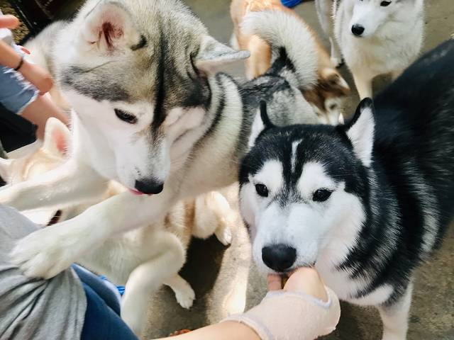 TrueLove @ Neverland (Husky Cafe)