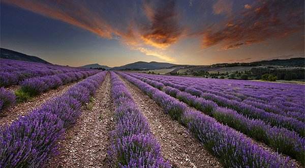 香草湾薰衣草主题乐园