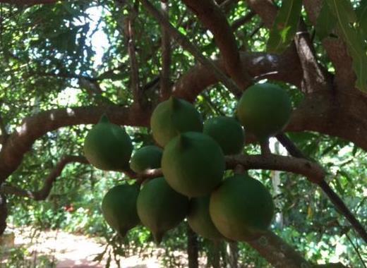 Purdy's Natural Macadamia Nut Farm