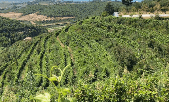 Duka Winery and Vineyard旅游景点图片
