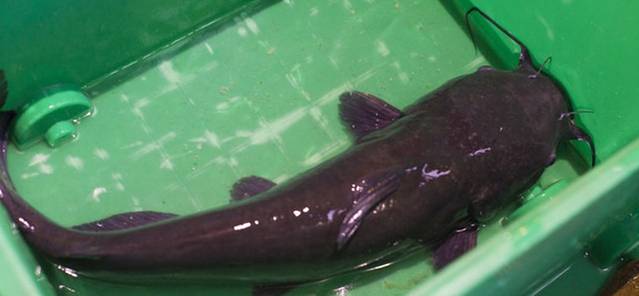 东海渔荘(金井大街店)