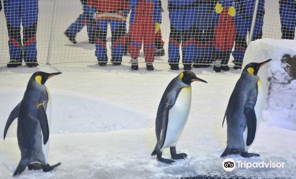 Snow Penguins at Ski Dubai旅游景点图片