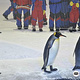 Snow Penguins at Ski Dubai