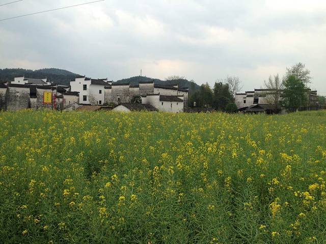 思溪延村赏油菜花海