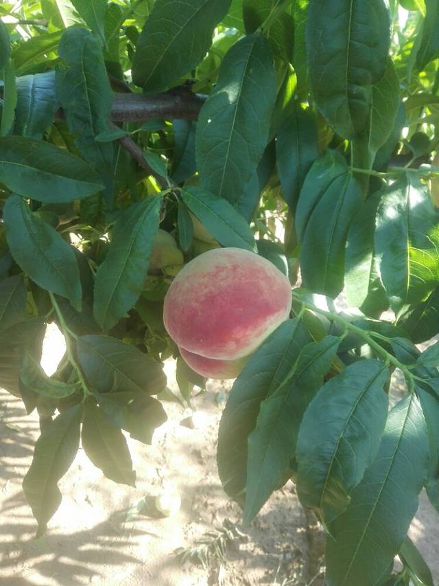 深州蜜桃观光园