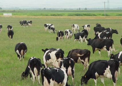 蒙古之源蒙兀室韦文化旅游景区