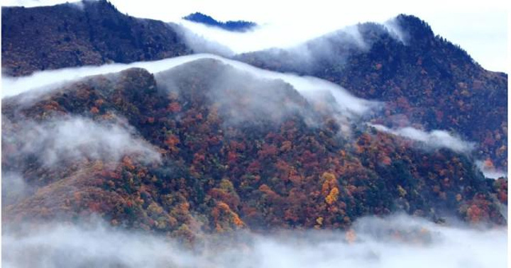 "光雾山各大景区的红叶璀璨，虽然提早了一周时间，但是今年由于连绵秋雨，加上没有风吹，树叶舒展的挂..._光雾山旅游景区"的评论图片