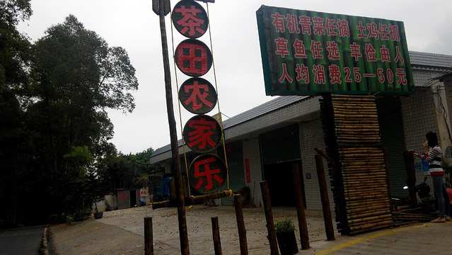 醉美茶田农家乐旅游景点图片