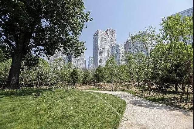 CBD城市森林公园