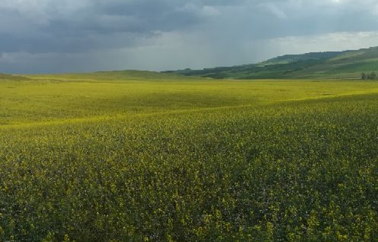 哈达门高原牧场