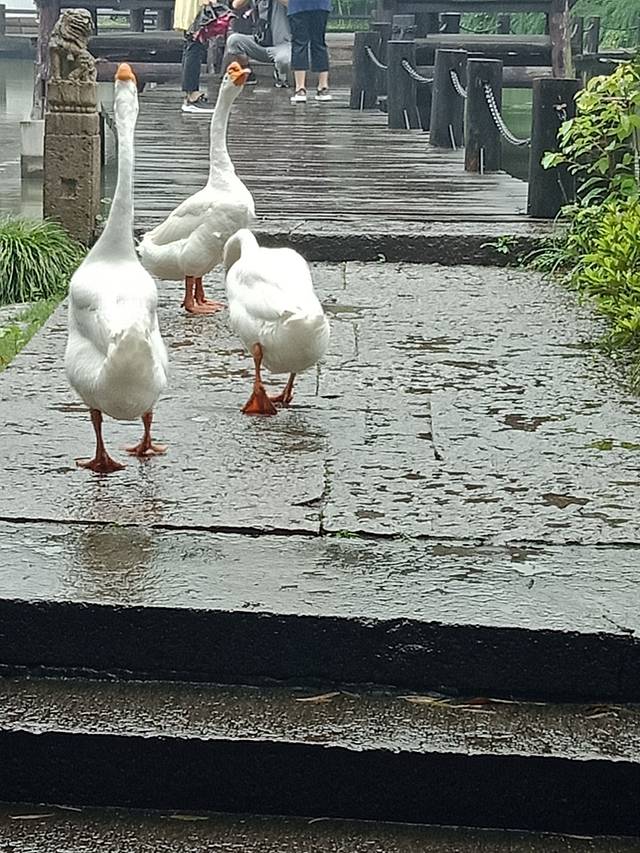 兰亭风景区-御碑亭