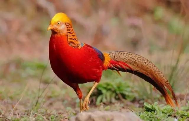 台州市椒江动物园