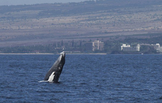 出海观鲸旅游景点图片