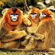 金丝猴自然保护区