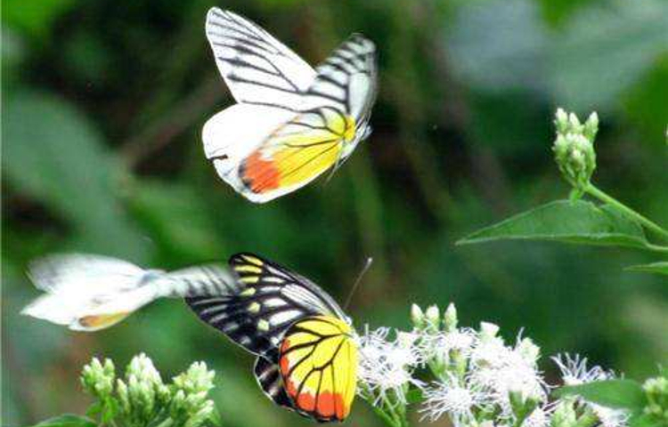 中国红河蝴蝶谷景区