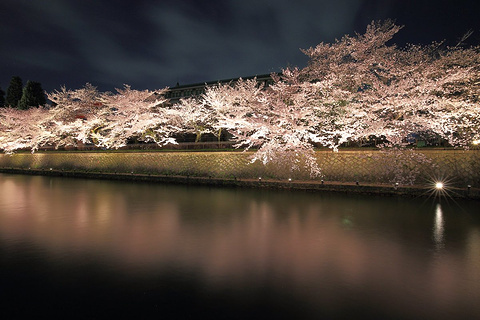 岡崎桜回廊ライトアップ&十石舟めぐり的图片