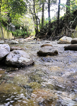 都江堰燕子岩森林生态观光园的图片