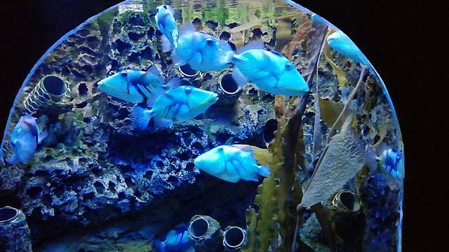 上山下野生甲鱼生态观光园