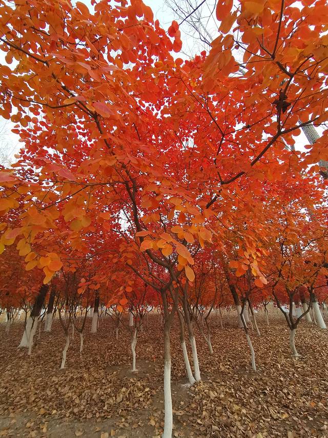 潮白河森林公园