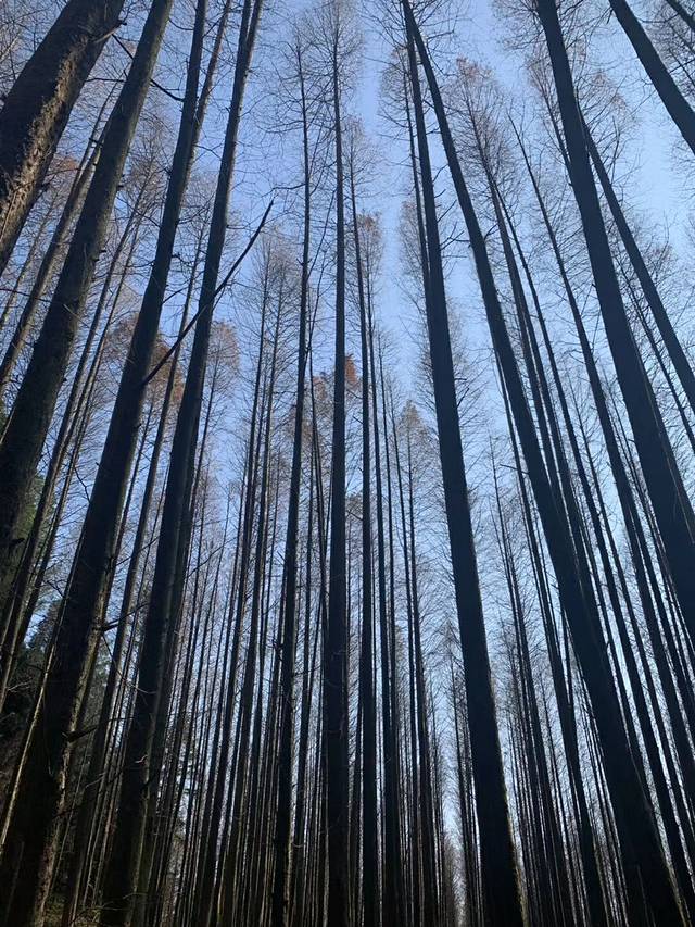 山王坪银杏林场