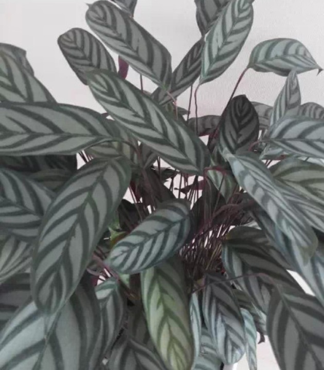 海滨壹号日本料理法式铁板烧(墟沟店)