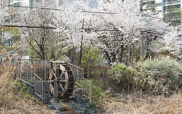 仁川朴有天樱花路