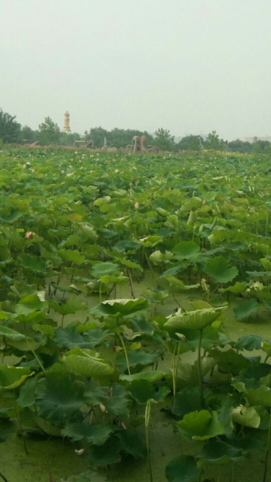 龙栖地湿地公园