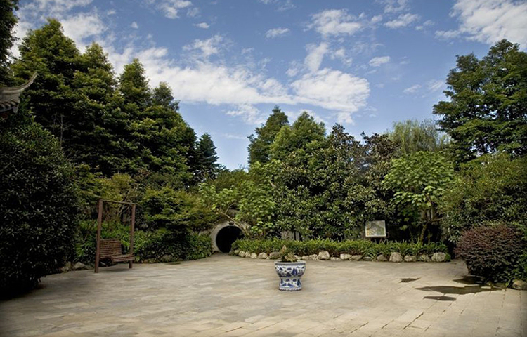 峨眉山市竹叶青生态茗园