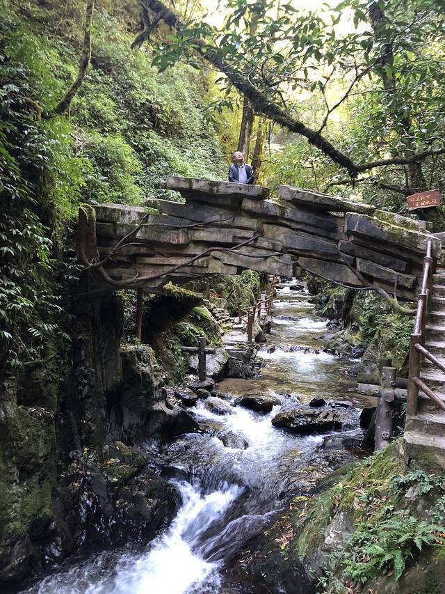 哀牢山森林旅游区