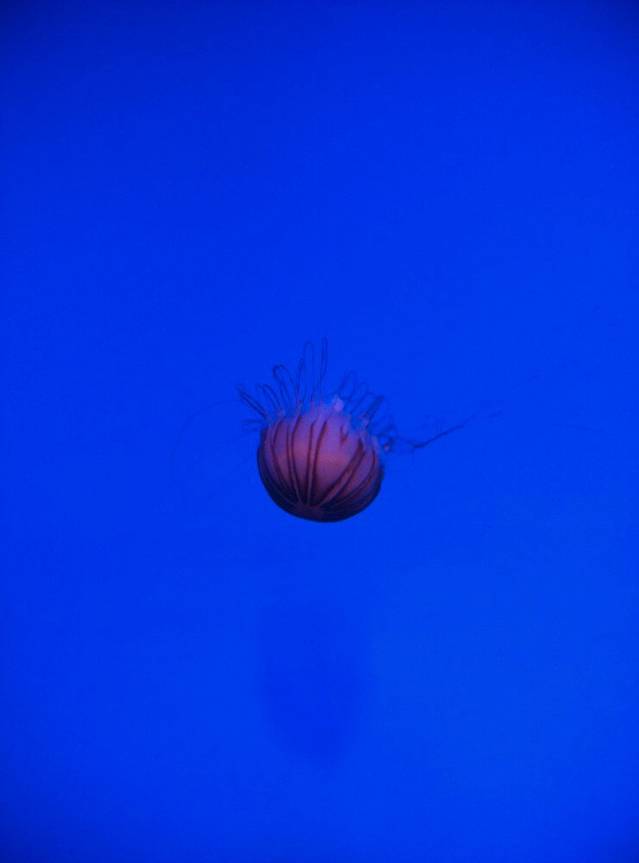 蛟龙港展示中心