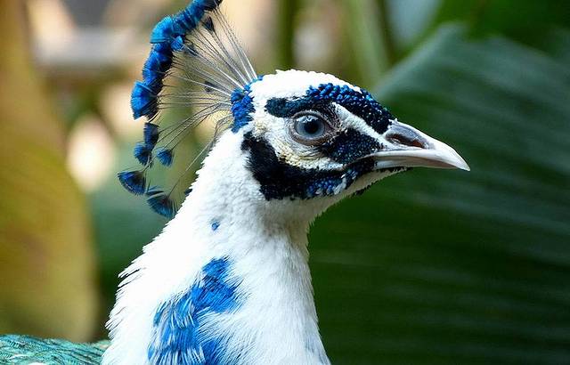 西双版纳孔雀山庄