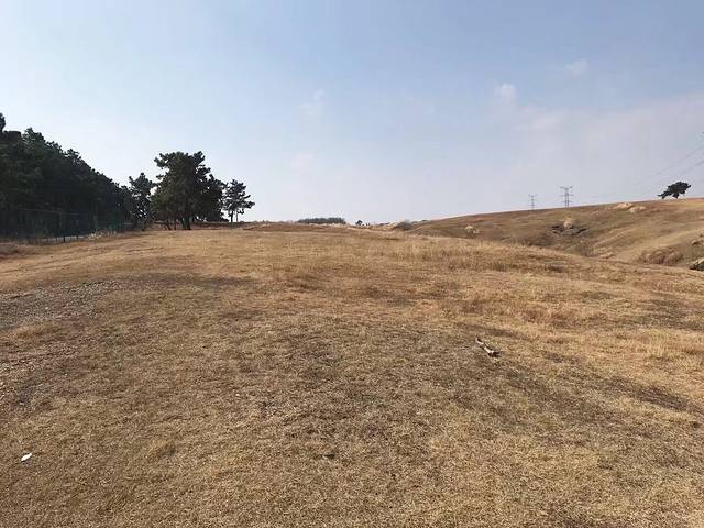 滁州市大柳草场