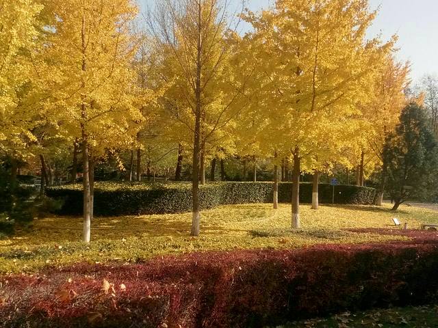 阳光星期八公园