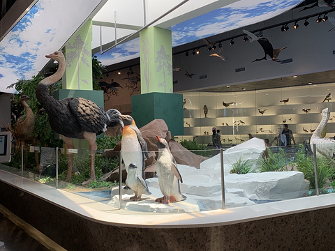 秦皇岛鸟类博物馆旅游景点图片