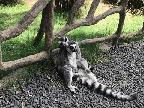 La Aurora Zoo旅游景点图片