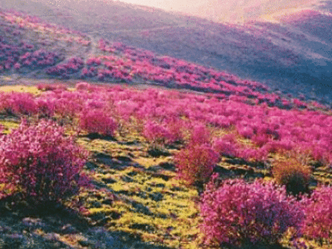 双鸭山花海旅游景点图片