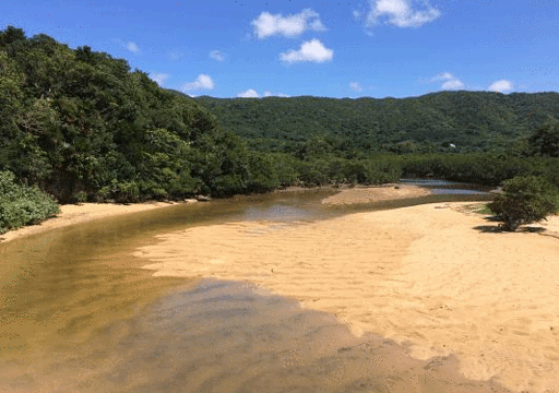 Rhizophoraceae Plant Community of Fukidogawa River旅游景点图片