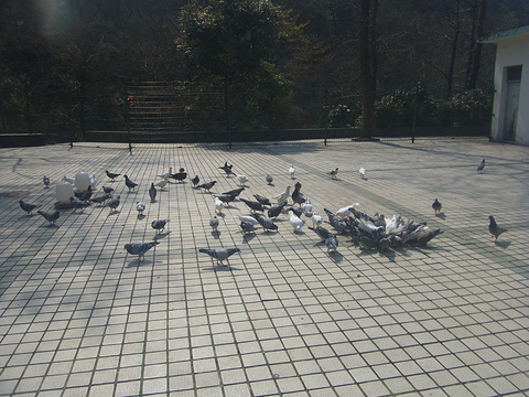 北京百鸟园