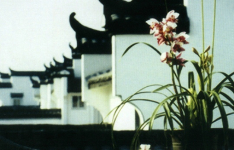 中国兰花村