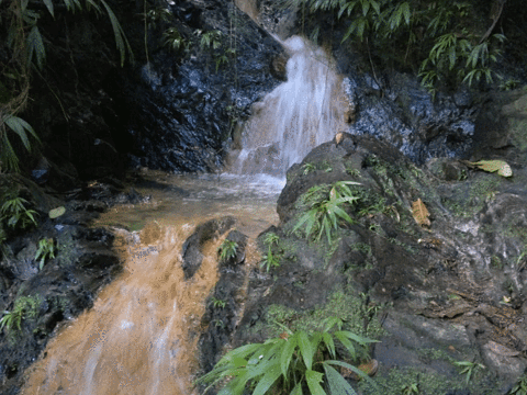 Tobago Forest Reserve旅游景点图片