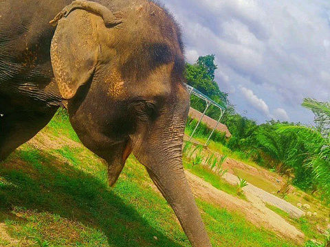 普吉岛奈迪大象保护营旅游景点图片