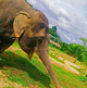 普吉岛奈迪大象保护营