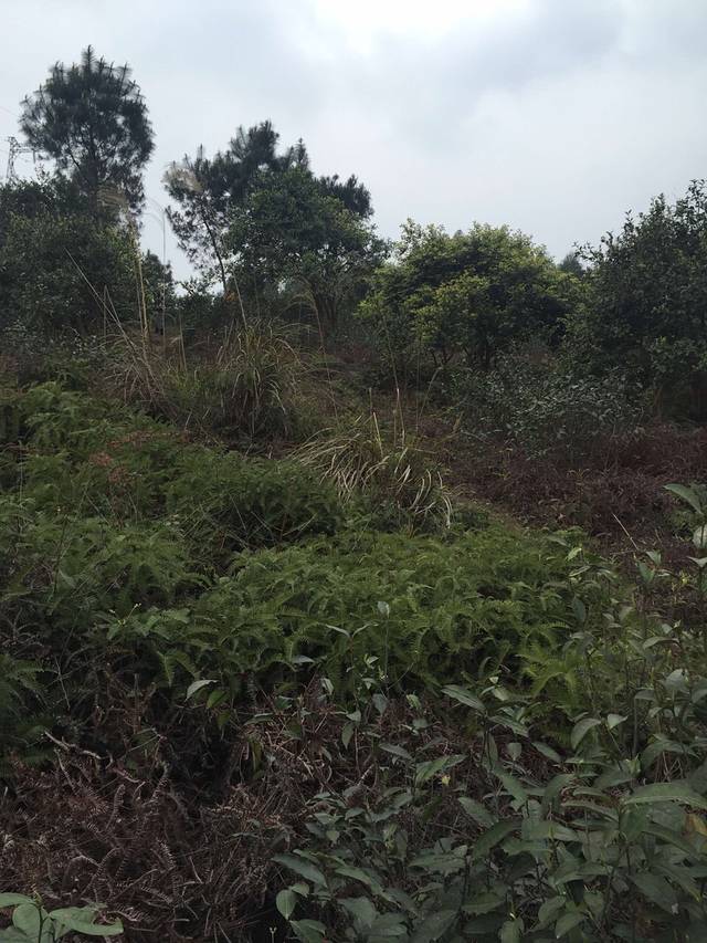 绵阳桃花岛国际度假酒店·餐厅