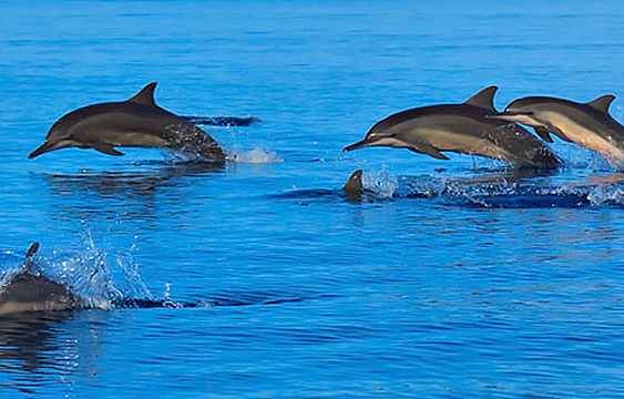 瓦宾法鲁岛海豚巡游之旅