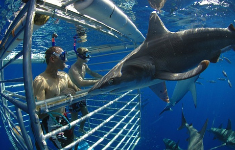水底鲨鱼观光活动